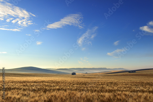 Rural landscape summer. Between Apulia and Basilicata:wheat field at dawn.ITALY. Hilly country:in the background abandoned farmhouses and bales of hay.