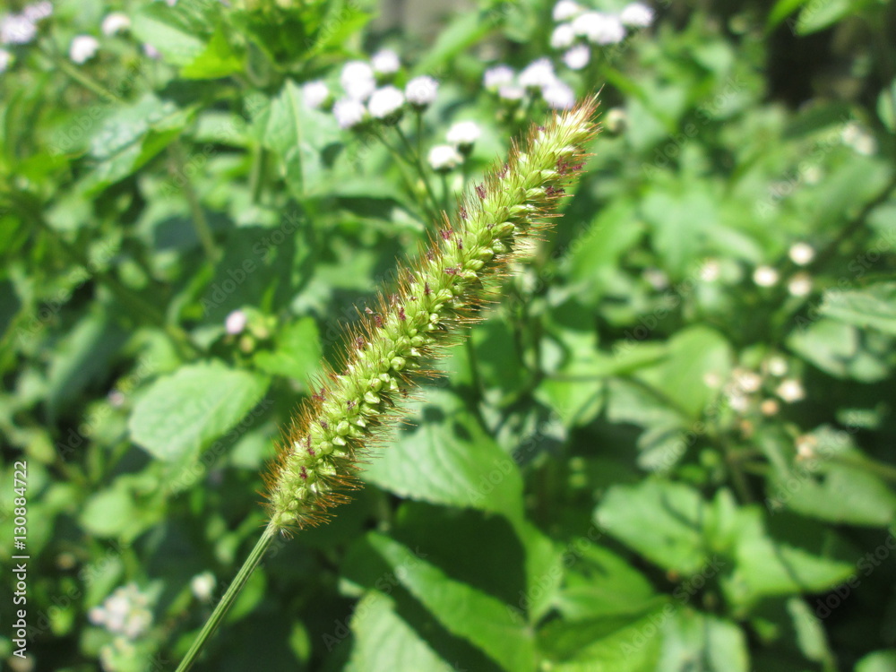 Natural Green Bush