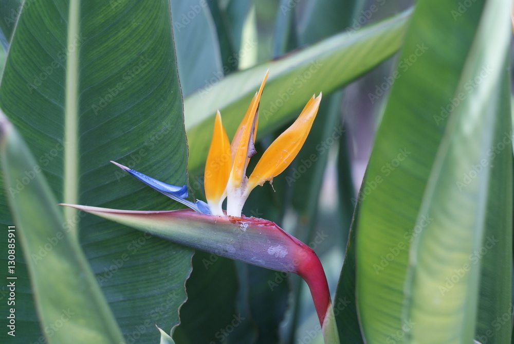 Obraz premium flores 2