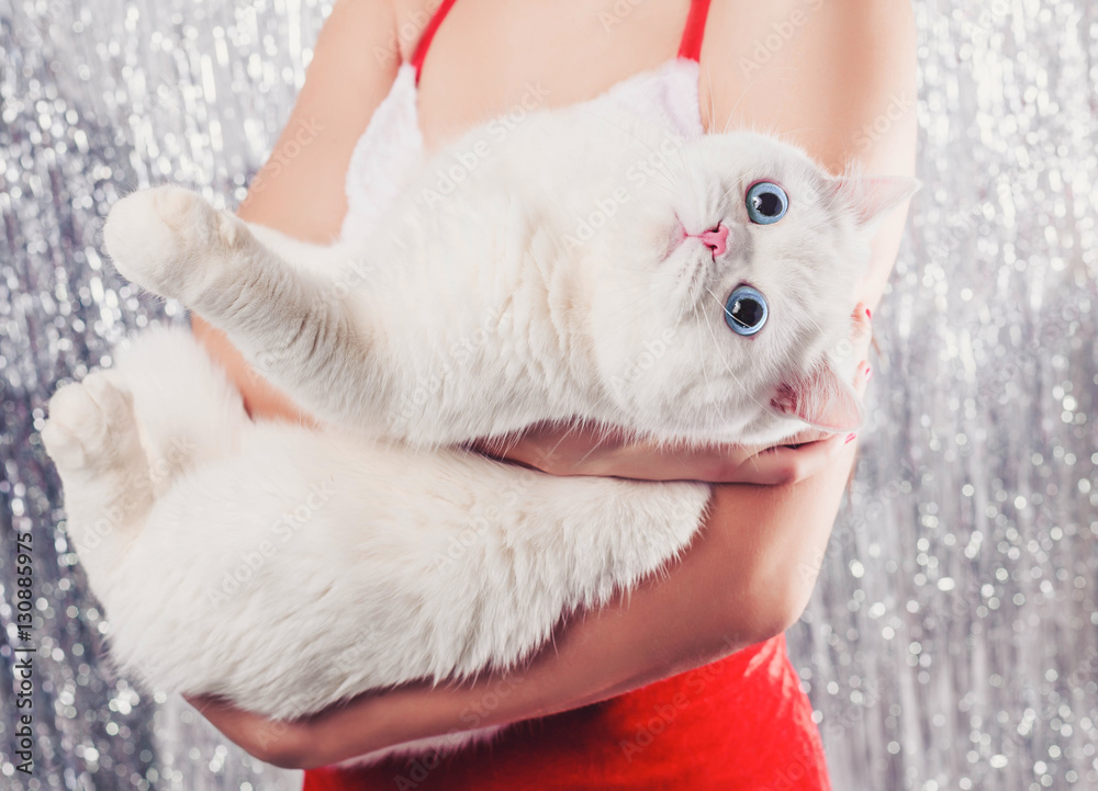 Female hands holding white snowy cat. Santa costume. Christmas lights background. Xmas and Happy New Year holiday