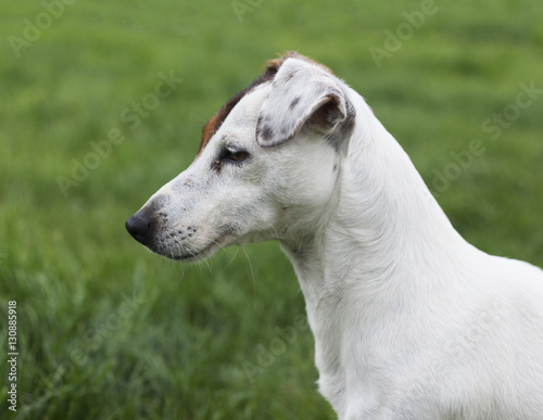 Retrato de perro Jack Russell