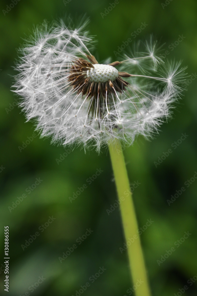 Fototapeta premium Schirmflieger