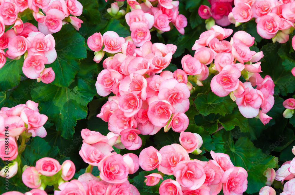 Group of Pink beautiful Begonia Tuberhybrida flower close up top view, blooming in flower garden Group of Pink beautiful Begonia Tuberhybrida flower close up top view, blooming in flower garden