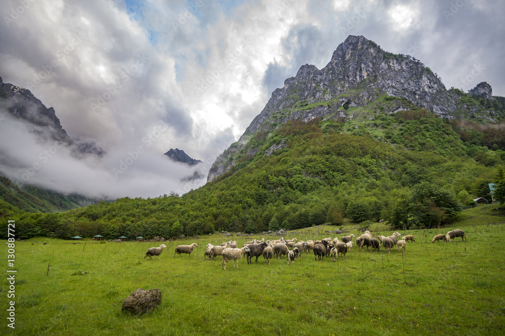 meadows and pastures in the Alps of Albania, Montenegro