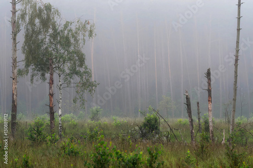 Fototapeta Naklejka Na Ścianę i Meble -  Tu też był las
