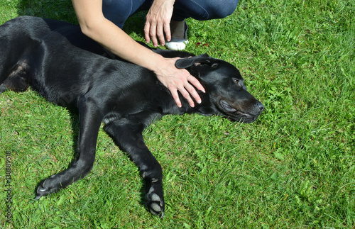 Adorable black dog lying on a green grass with woman's hand which cuddling his neck