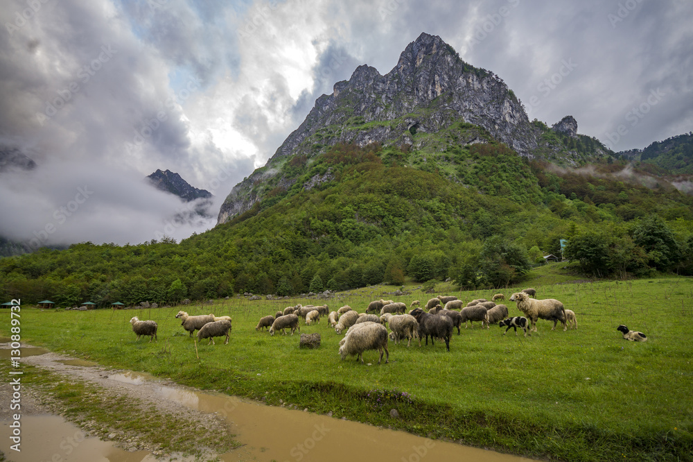 meadows and pastures in the Alps of Albania, Montenegro