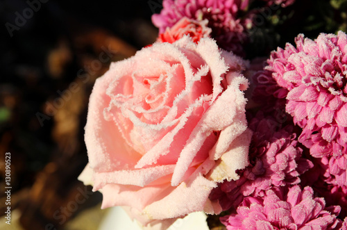 Pink rose in the frost and chrysanthemum. Autumn Garden.