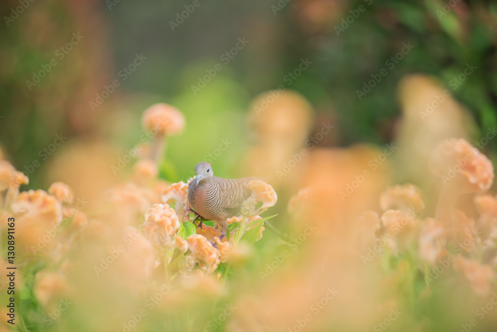 Obraz premium Bird with texture flower beautiful