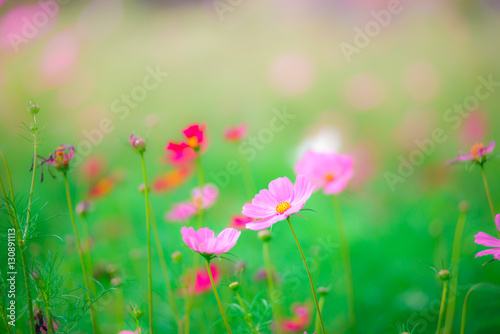 Beautiful pink flowers on green grass background.