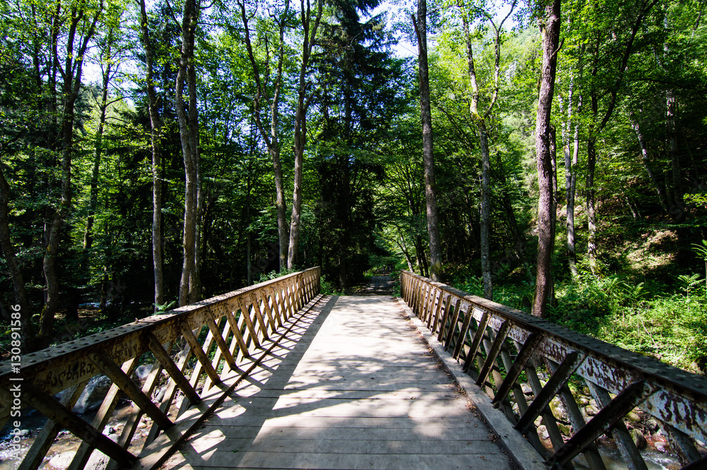 Obraz premium Forest in Borjomi Park, Borjomi, Georgia