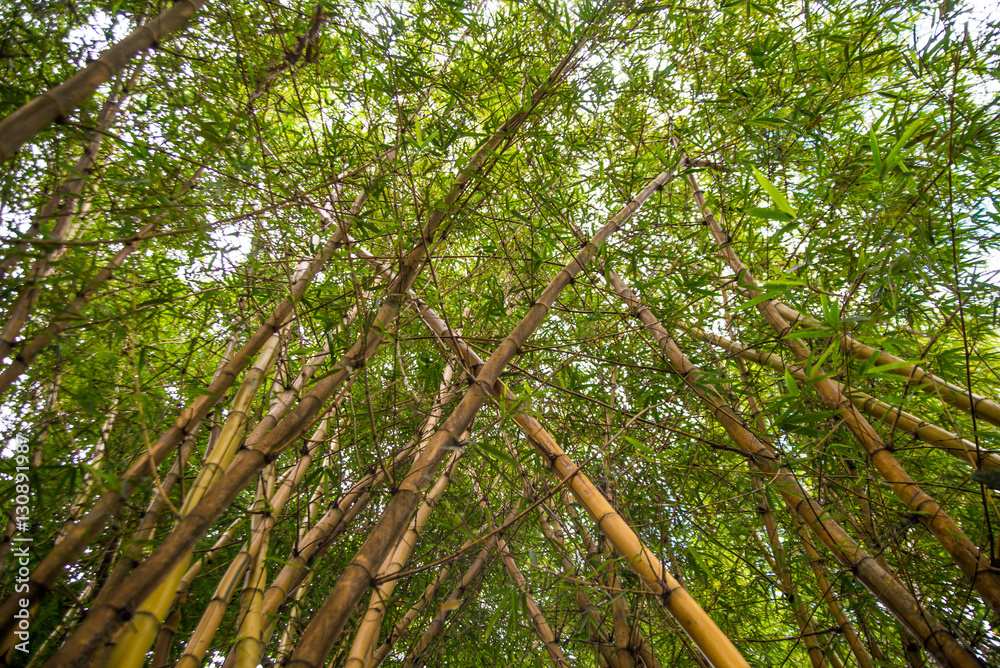 Obraz premium Looking up bamboo forest.