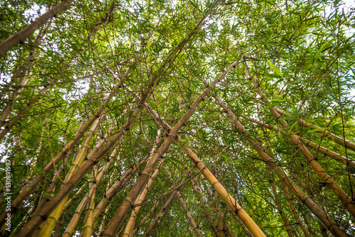 Looking up bamboo forest.