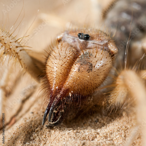 Close up of israelian wind scorpion's head