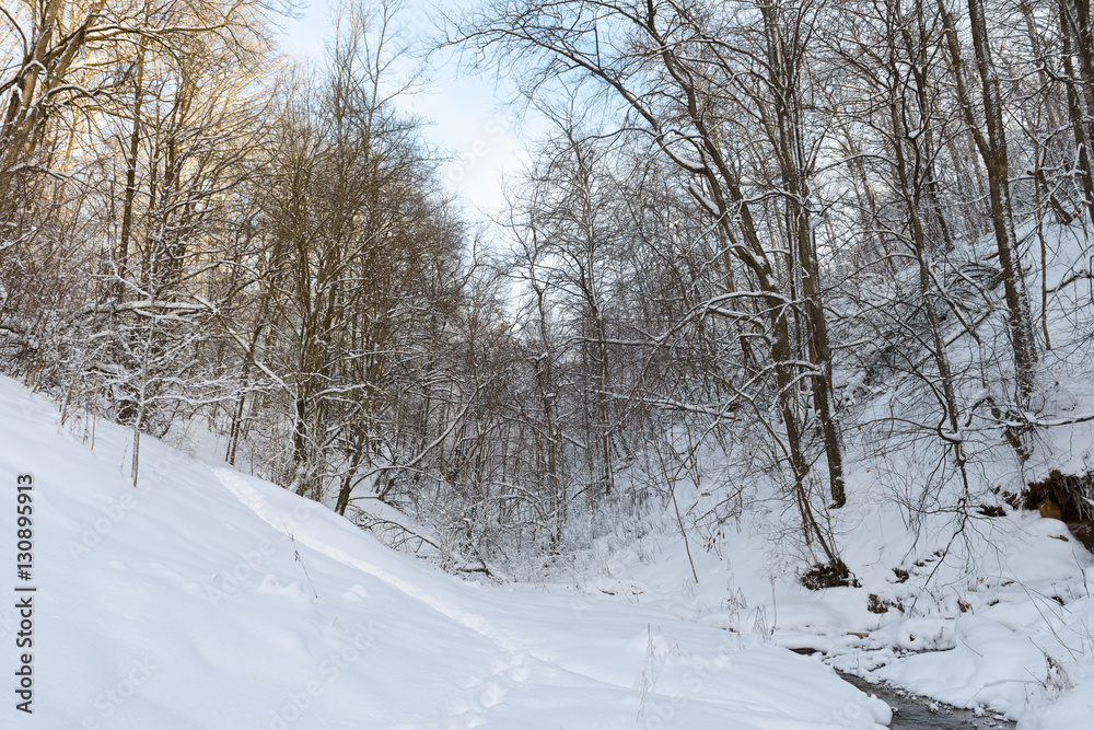 small river in the winter forest ravine