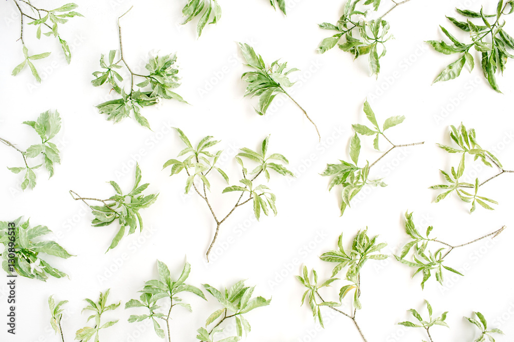 Fototapeta premium green branches pattern on white background. flat lay.