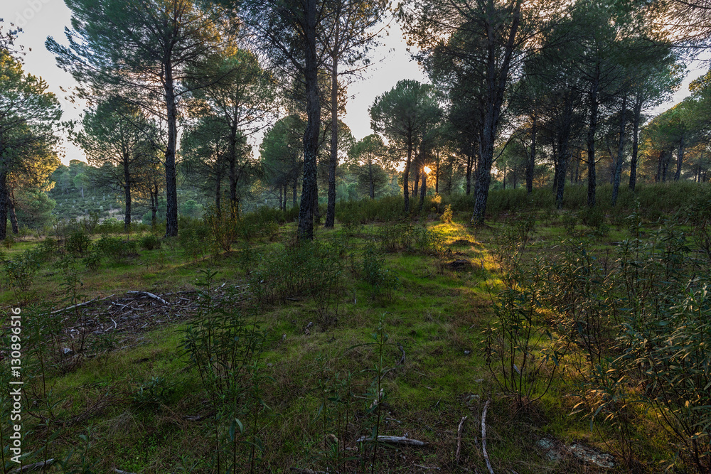 Landscape in the natural area of Granadilla. Extremadura. Spain.
