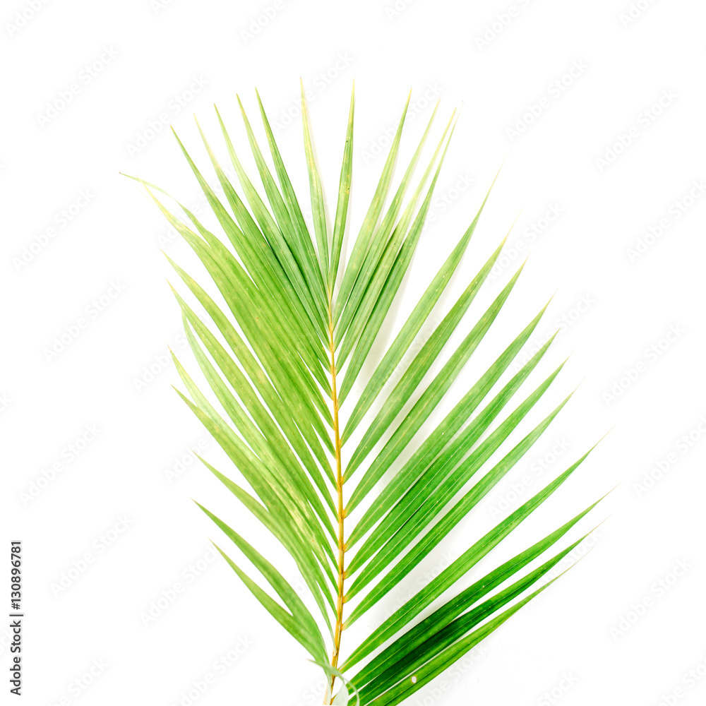 palm branch isolated on white background. flat lay, top view palm branch isolated on white background. flat lay, top view