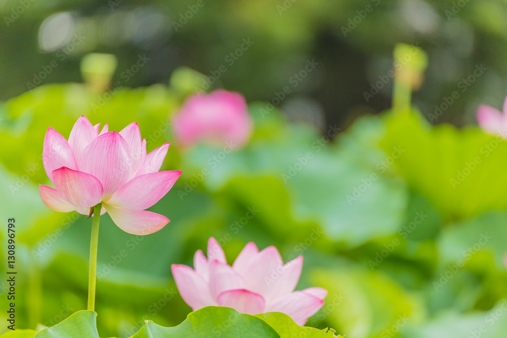 The Lotus Flower.Background is the lotus leaf and lotus flower and lotus bud and tree.