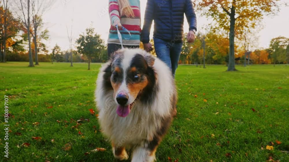 Young couple holding hands, walking with a dog in the park Young couple holding hands, walking with a dog in the park