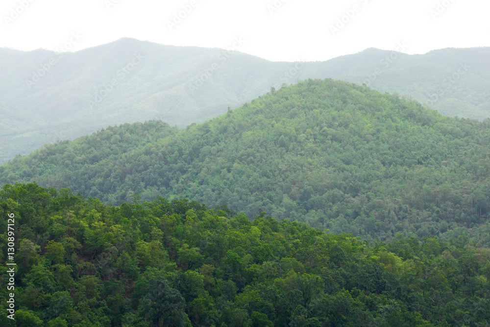 Mountain with green forest landscape