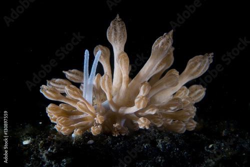 Phyllodesmium rudmani nudibranch that looks like soft coral