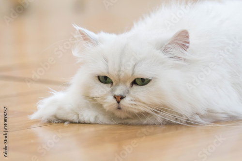 White Persian cats on the floor © rukawajung