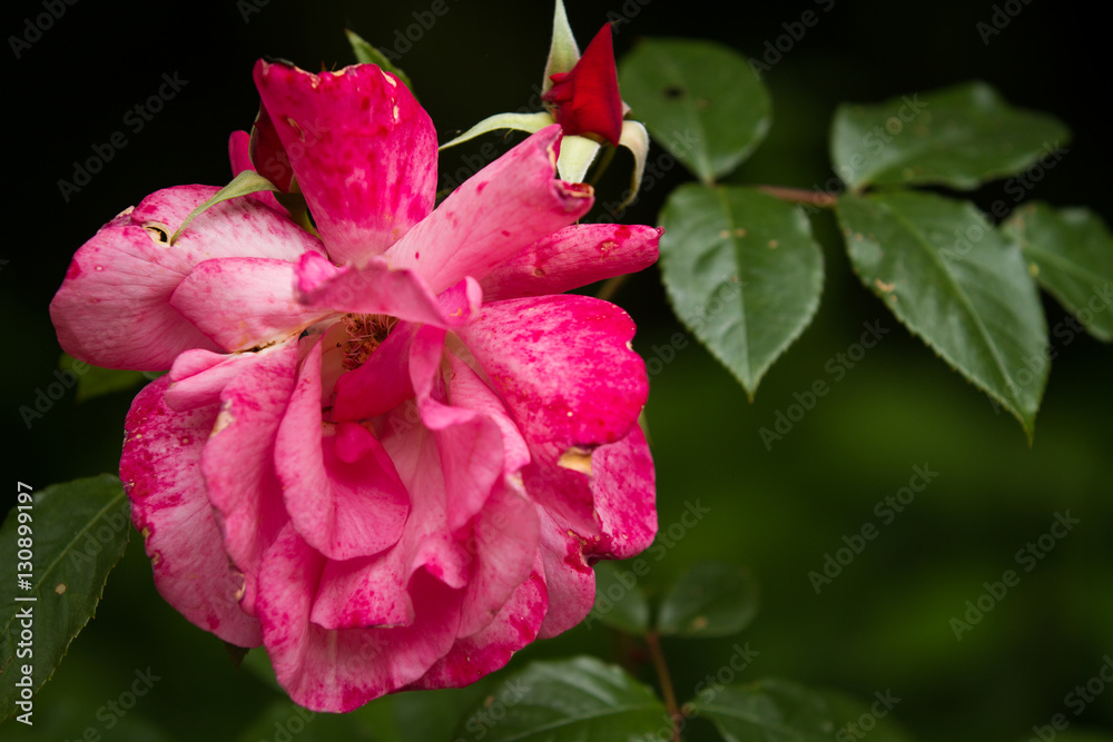 Obraz premium red rose