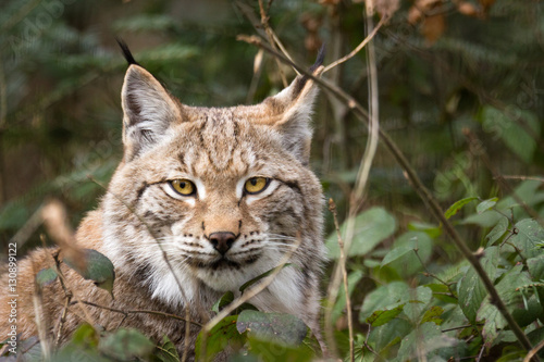 Lynx in the undergrowth.