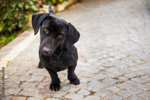 Sguardo canino