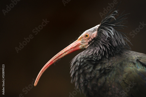 Photos Northern bald ibis