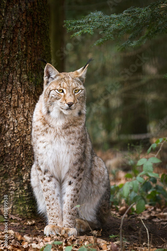 Lynx besides a tree