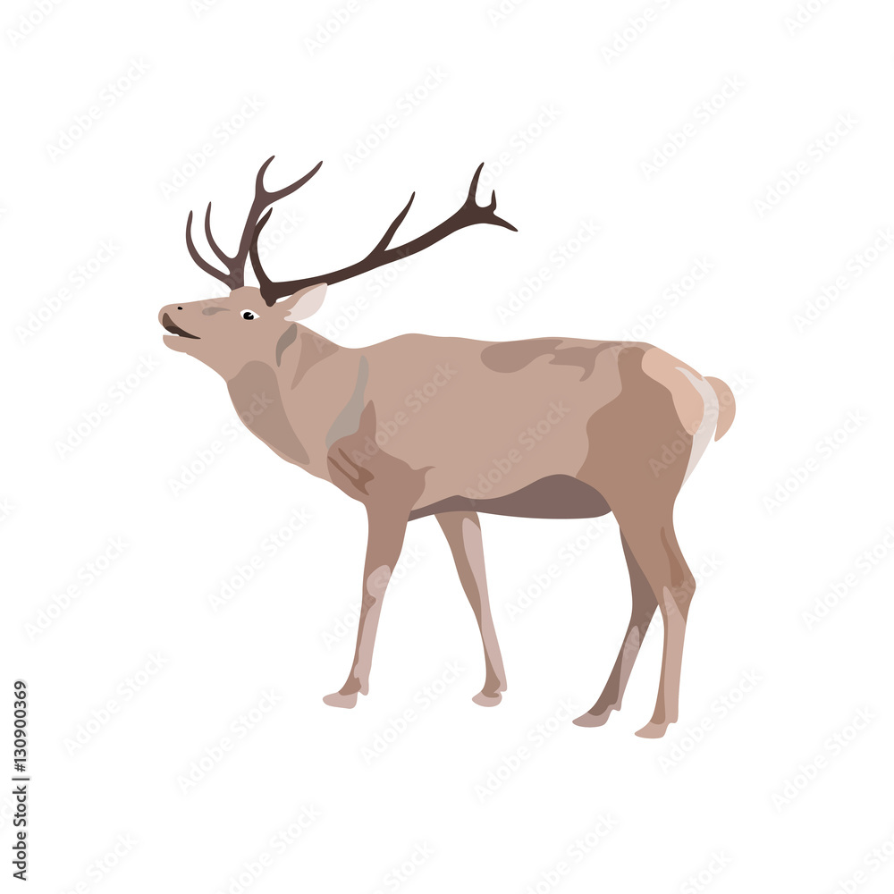 Obraz vector illustration of deer with antler on white background.
