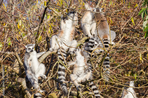 Ring-tailed lemur (Lemur catta), group in a tree