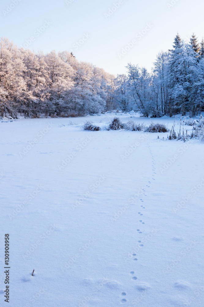Fox tracks in the snow on the field Fox tracks in the snow on the field