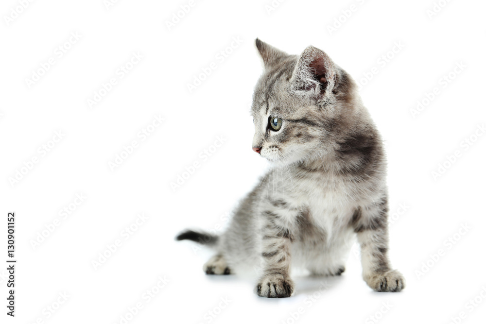 Fototapeta premium Beautiful cat isolated on white background