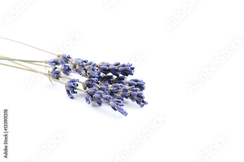 Lavender flowers isolated on a white