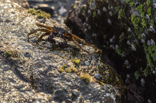 Detail of rocks on a coast. Texture of cliffs with a sea-shell c