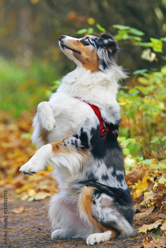 Obedient merle Australian Shepherd dog sitting up on its back legs in the forest