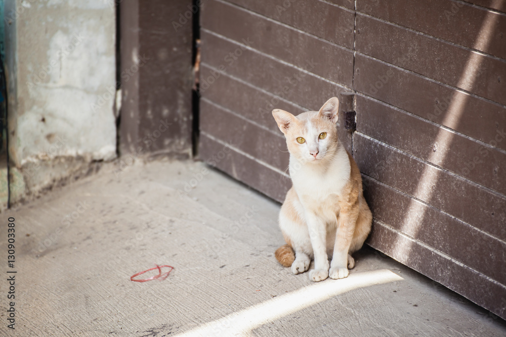stray cats stray cats