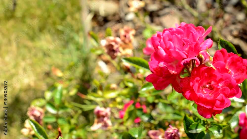 view of dark violet flower in the countryside - breeze blows view of dark violet flower in the countryside - breeze blows