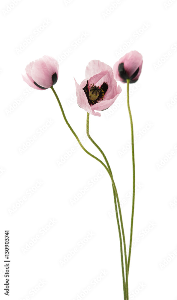 Obraz premium kwiaty maku