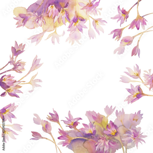 colchicum watercolor isolated