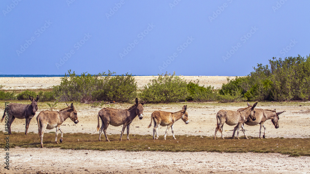 Fototapeta premium Mannar donkey in Kalpitiya, Sri Lanka