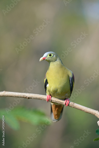 Thick-billed Green Pigeon © anake