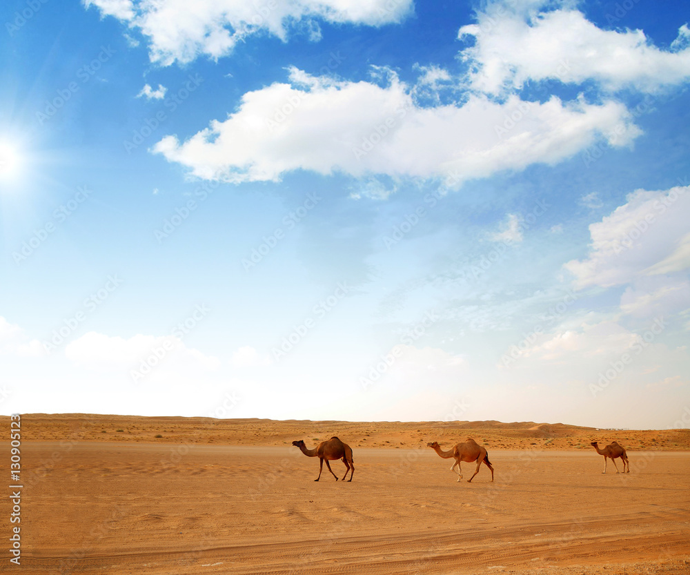 Camels at Wahiba desert, Oman