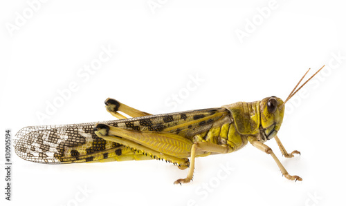 Schistocerca gregaria - the desert locust - food insects © Vera Kuttelvaserova