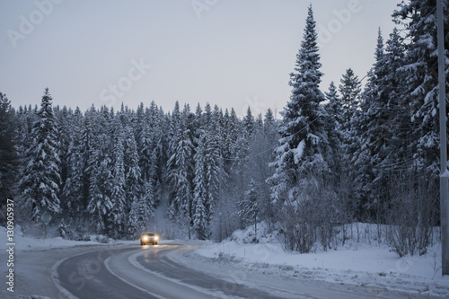 Coniferous trees in winter in the snow near the road