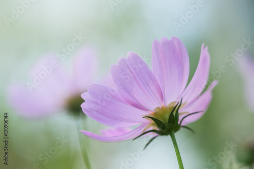 Cosmos,Flower nature with copy space using as background or wall