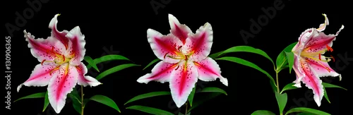 Panel kuchenny z motywem Three elegant spotted pink lily flowers